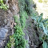 Plants: image4 14 Of 24 Thumb